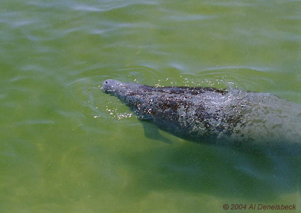 West Indian manatee Trichechus manatus