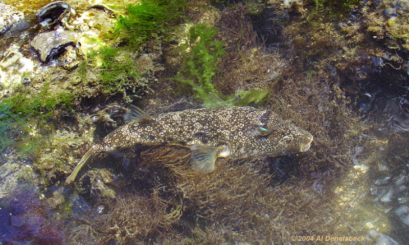 southern puffer fish Sphoeroides nephelus