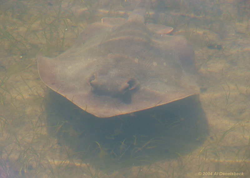 Atlantic stingray Hypanus sabina