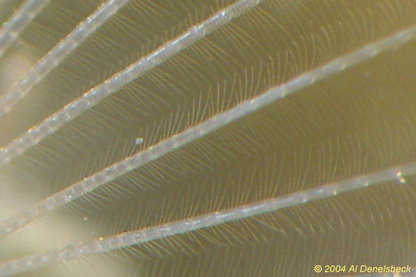 cilla of feeding acorn barnacle Sessilia