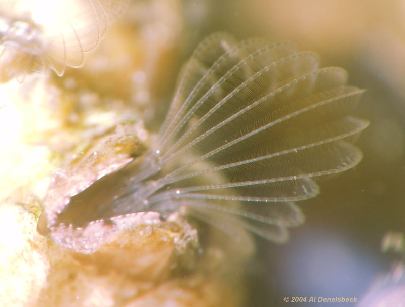 acorn barnacle Sessilia feeding