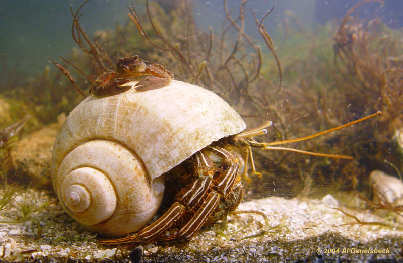 Porcelain crab Petrolisthes armatus or Porcellana sayana atop thinstripe hermit crab Clibanarius vittatus