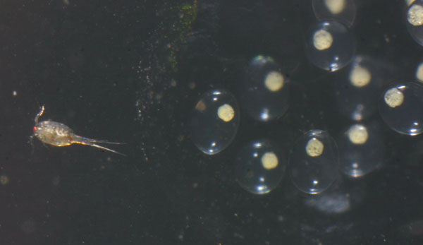 aquatic snail eggs and copepod