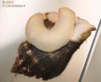 king's crown conch Melongena corona consuming smaller snail