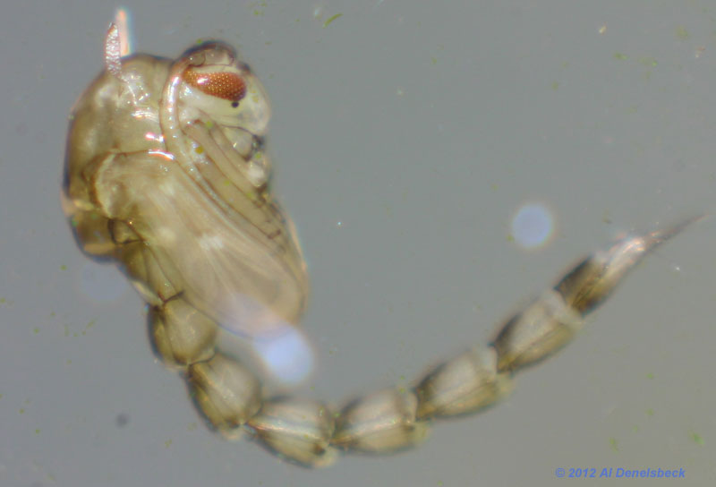 aquaitc nymph stage flying insect