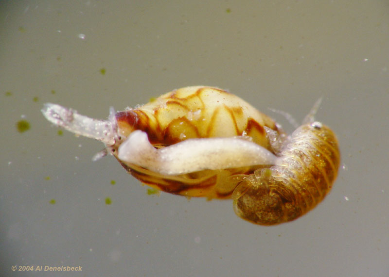 unidentified amphipod and snail
