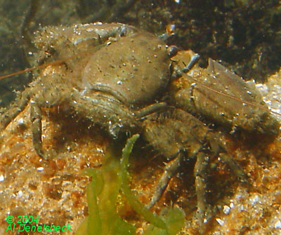 green porcelain crab Petrolisthes armatus or spotted porcelain crab Porcellana sayana