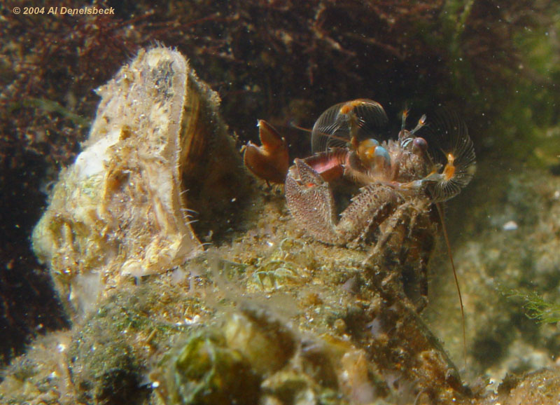 green porcelain crab Petrolisthes armatus or spotted porcelain crab Porcellana sayana