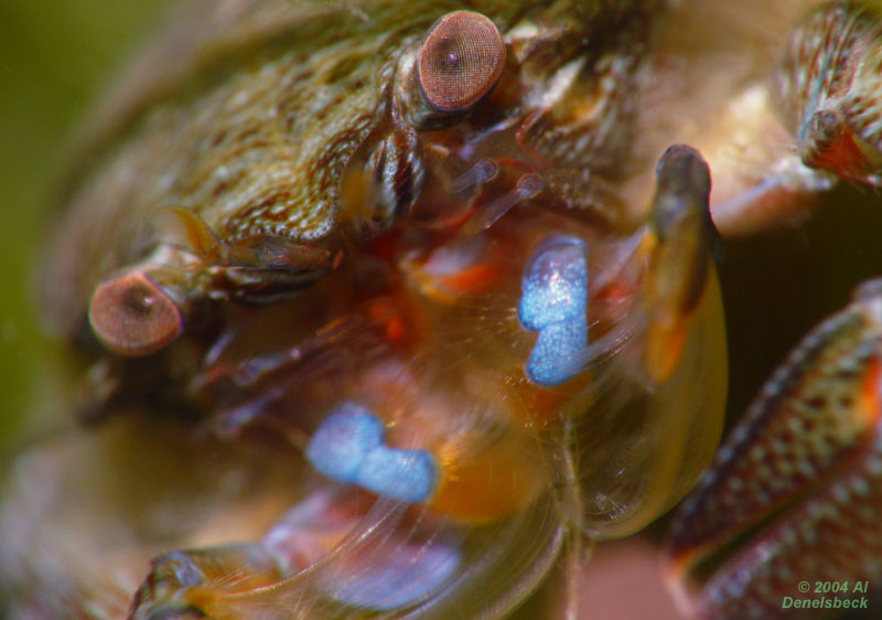 porcelain crab Petrolisthes armatus or Porcellana sayana