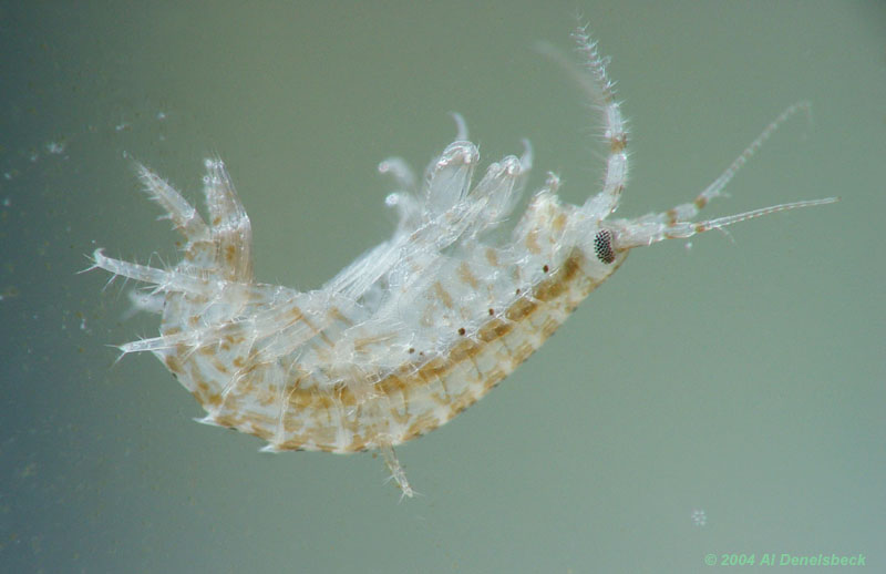 amphipod
