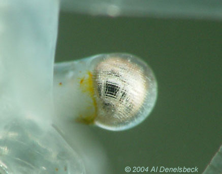 grass shrimp Palaemonetes pugio
