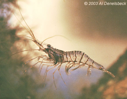 grass shrimp Palaemonetes pugio