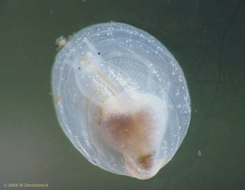 eastern white slipper snail Crepidula cf. plana