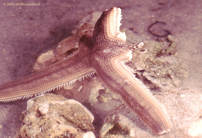 starfish