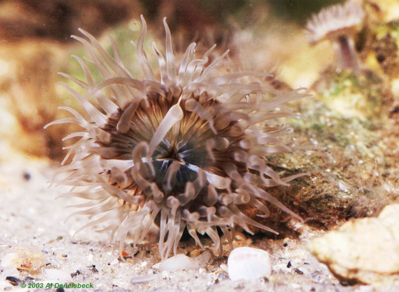 glass anemone Aiptasia