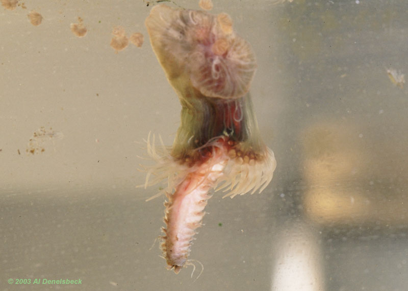 glass anemone Aiptasia eating annelid