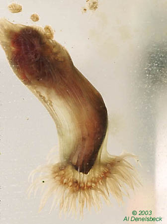 glass anemone Aiptasia eating annelid