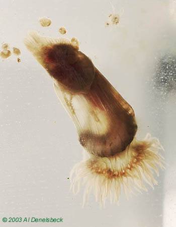 glass anemone Aiptasia eating annelid