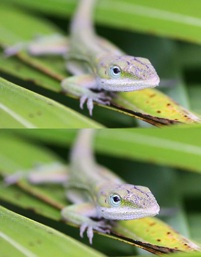 Anole before and after Unsharp Mask