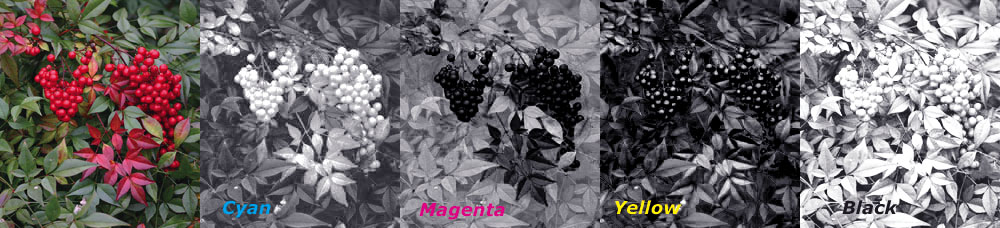 Nandina in CMYK
