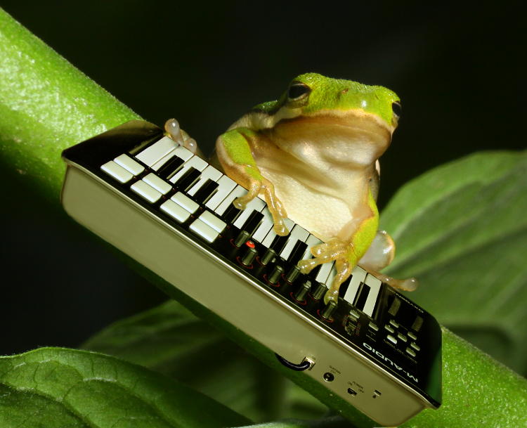 Treefrog with keyboard