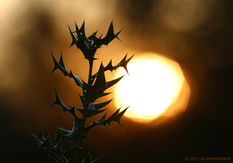 holly sunrise