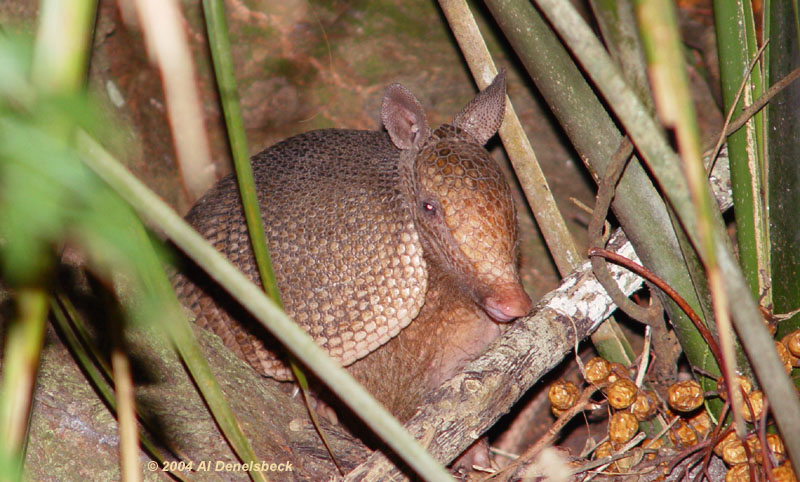 nine-banded armadillo Dasypus novemcinctus