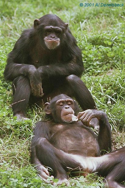 chimpanzees Pan troglodyte