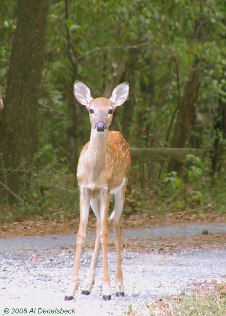 white-tailed deer fawn Odocoileus virginianus
