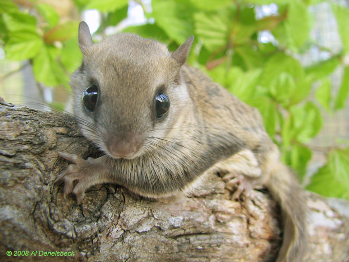 southern flying squirrel Glaucomys volans