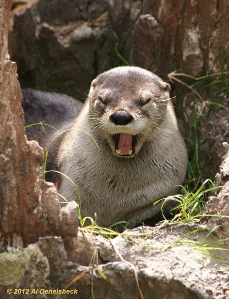 river otter Lontra canadensis