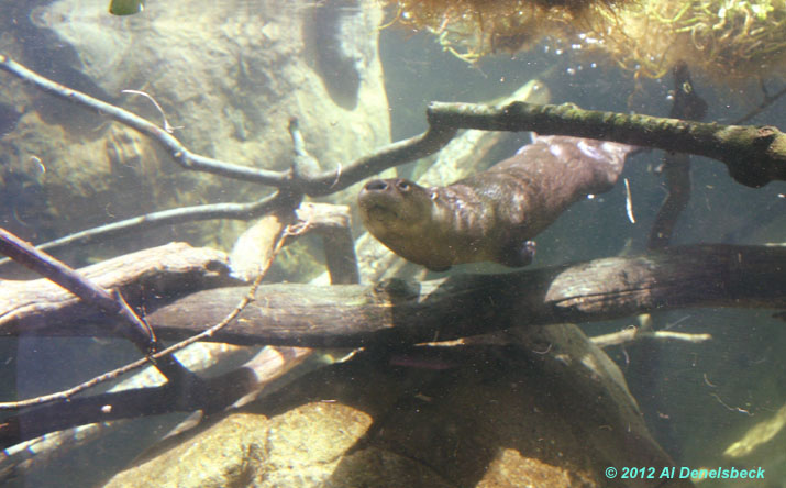 submerged river otter Lontra canadensis