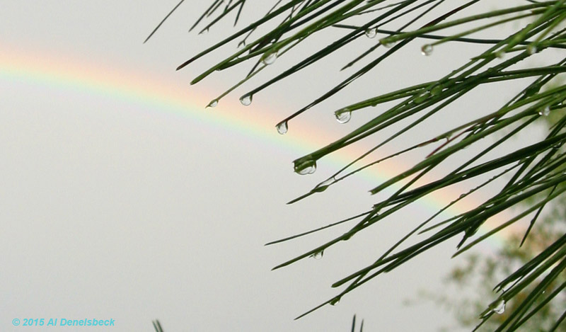 rainbow and raindrops