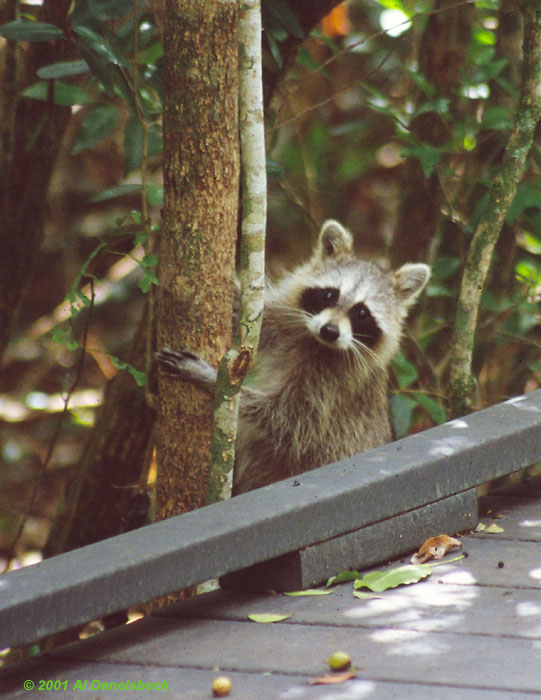 raccoon Procyon lotor