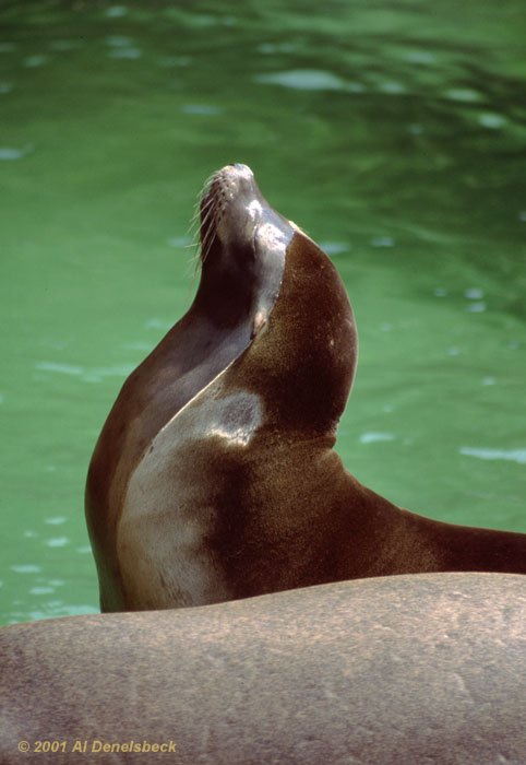 California sea lion Zalophus californianus