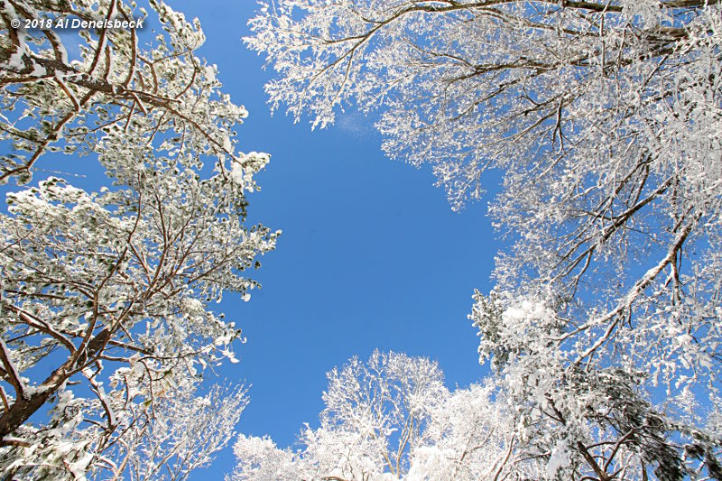 snow-laden branches viewed straight up