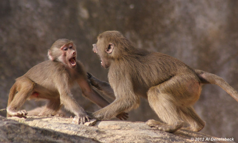 hamadryas baboons Papio hamadryas