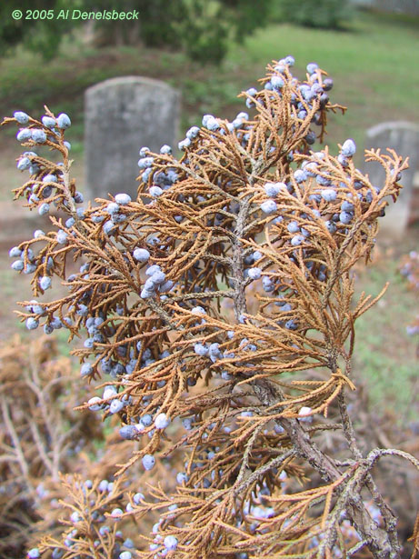 cemetery scene